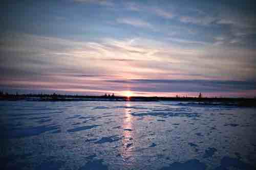 In November the Hudson Strait freezes again and polar bears begin to go back on ice.